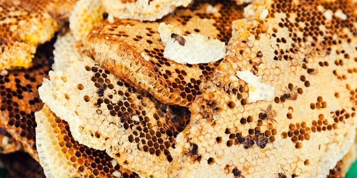 honey combs