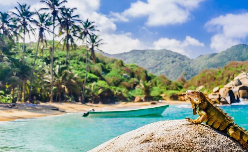an iguana lounging on a hot rock by water