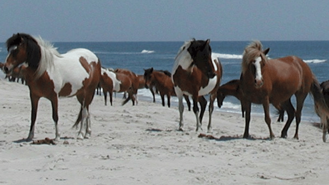 Image shows the Assateague ponies arriving on the shore during the annual Wild Pony Swim.