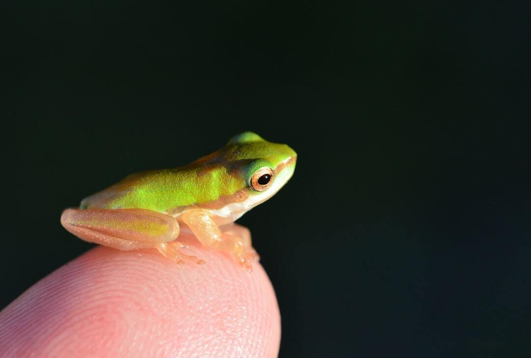 After a good wet season in Cairns Australia, there were lots of baby frogs around. This cute little guy was happy to sit on the tip of my little finger while I photographed it with the other hand.