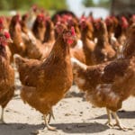 Red chickens outside on gravel driveway