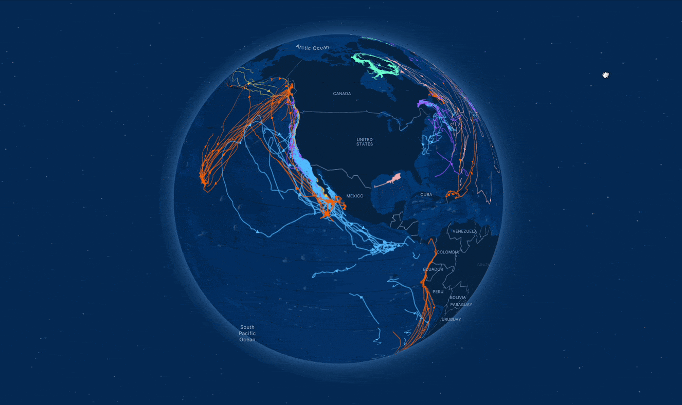 cartographie-corridors-bleus-baleines-globe-3D-interactif-animation-protecting-blue-corridors-map-video.gif
