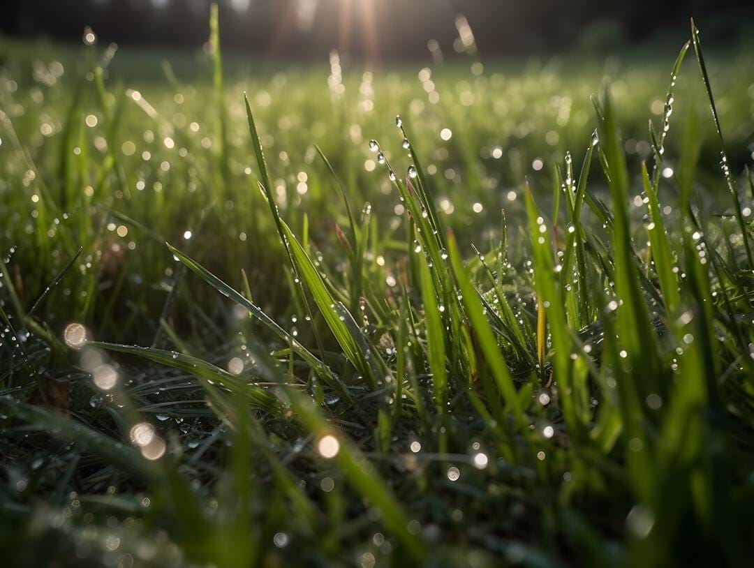 The photo captures the beauty of nature after a fresh rain shower. The sun is shining, illuminating the lush green grass with a warm glow. The close-up shot shows droplets of water sprinkled across the blades of grass, creating a sparkling effect that shimmers in the light. The image conveys a sense of freshness and renewal, as if the rain has breathed new life into the world. It is a peaceful and calming scene that celebrates the simple beauty of nature.