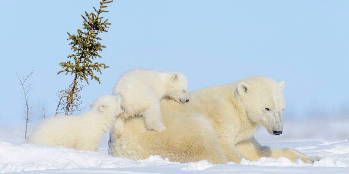 two baby polar bear cubs climbing on mom