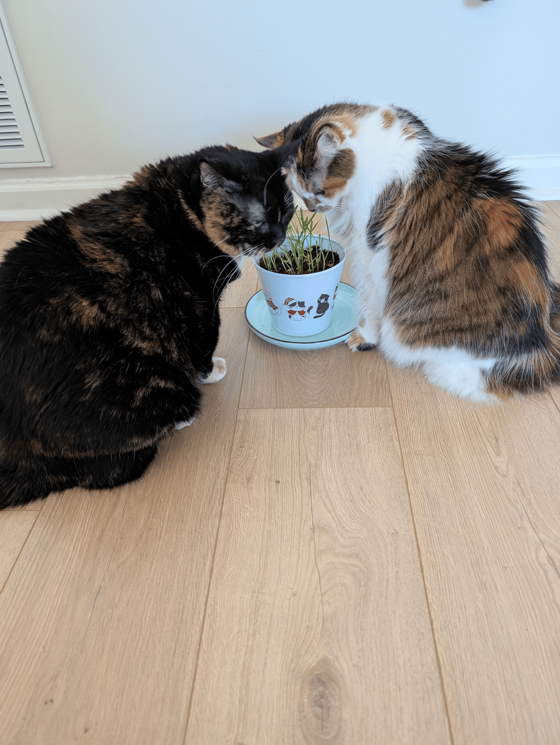 Fiona the cat and Pumpkin the cat with their heads together over a pot of cat grass