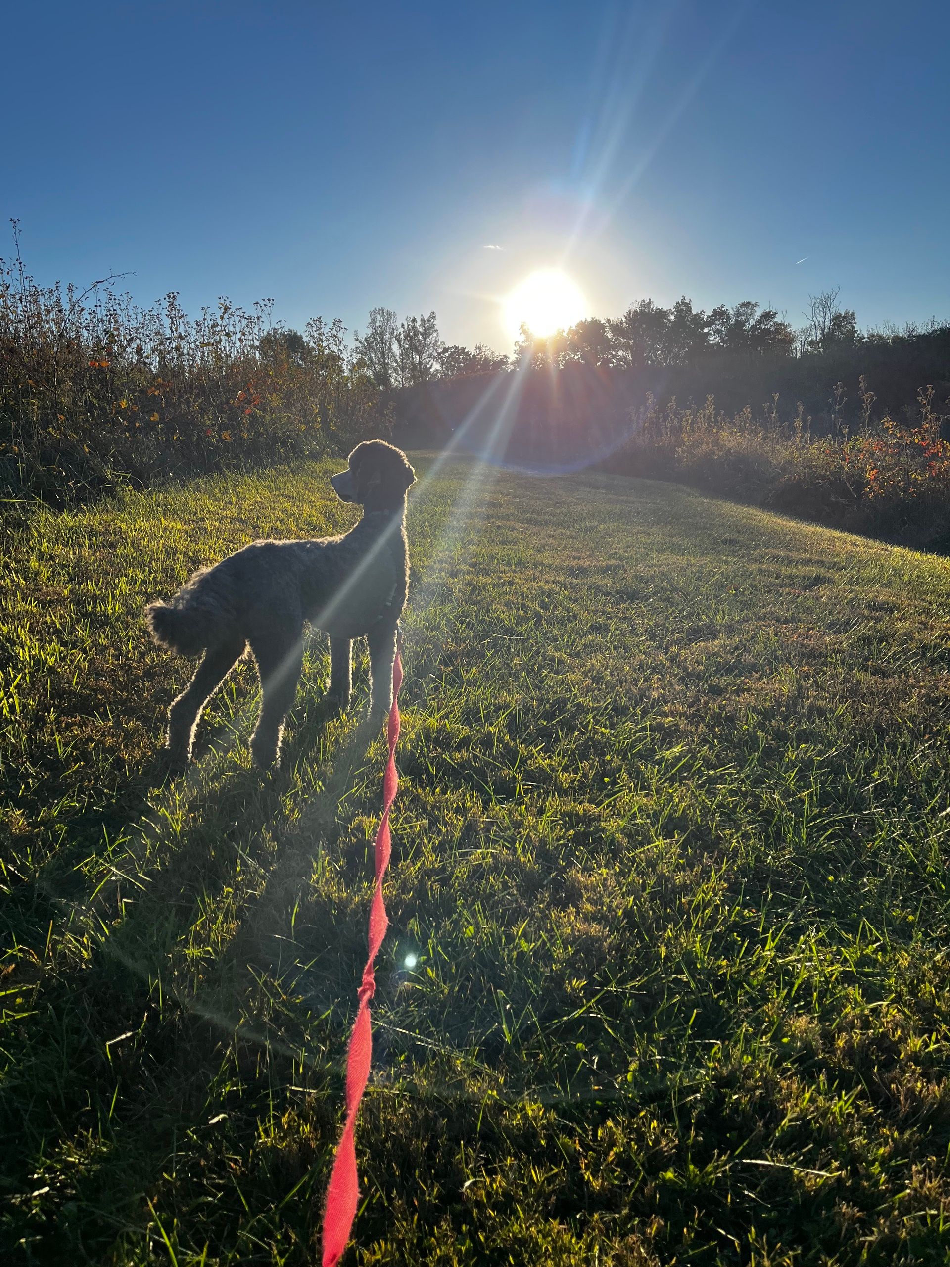 poodle almost silhouetted by bright sun dropping at the horizon. She is turned toward the sun but has turned her head left to look at the meadow. She stands on a mowed path between two fields of dense vegetation. Blue sky with white sun and rays appearing to shine onto the poodle.