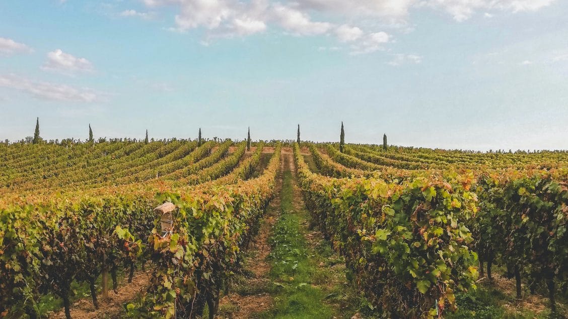 a vineyard with rows of grape vines and a person working in the vineyard