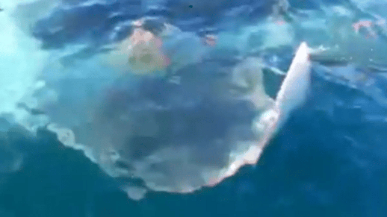 A manta ray sighting in the water.