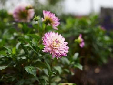 Lakeside Blooms: Handbag Planter Workshop