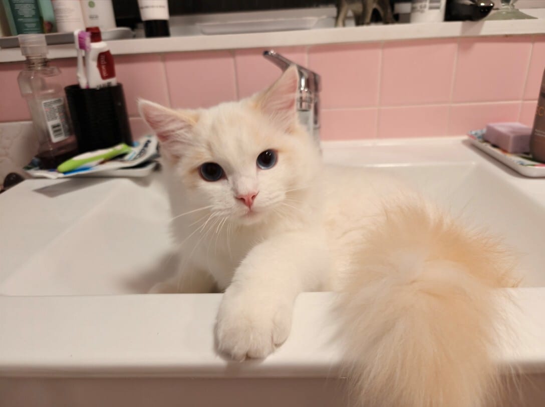 Pet of the Week – Bentley: This Week’s Cuteness Champion!