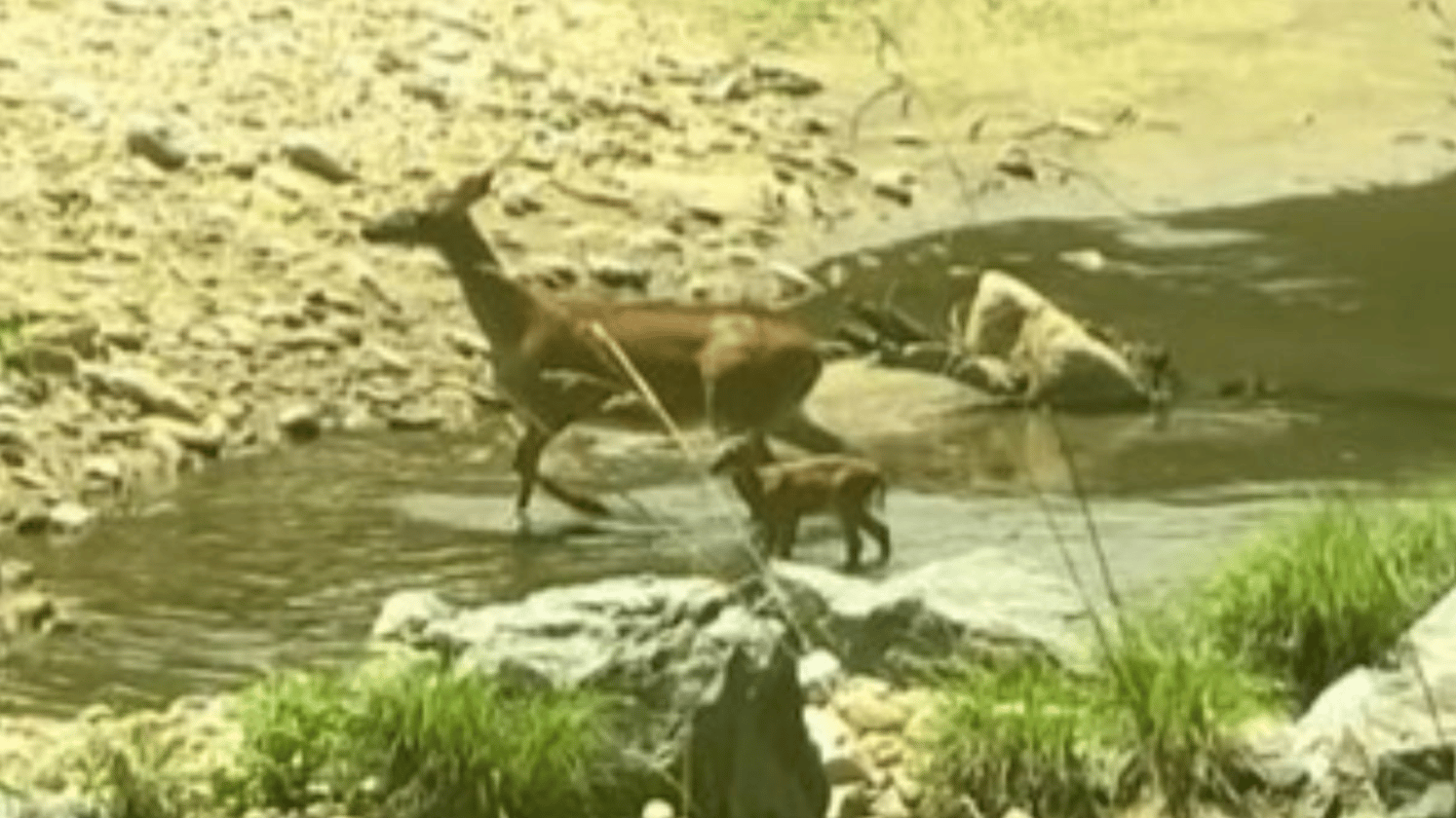 Image shows a deer and her fawn playing in shallow water.