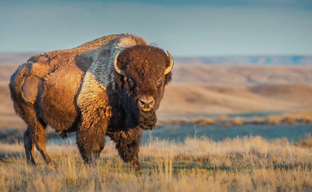 Bison among the plains