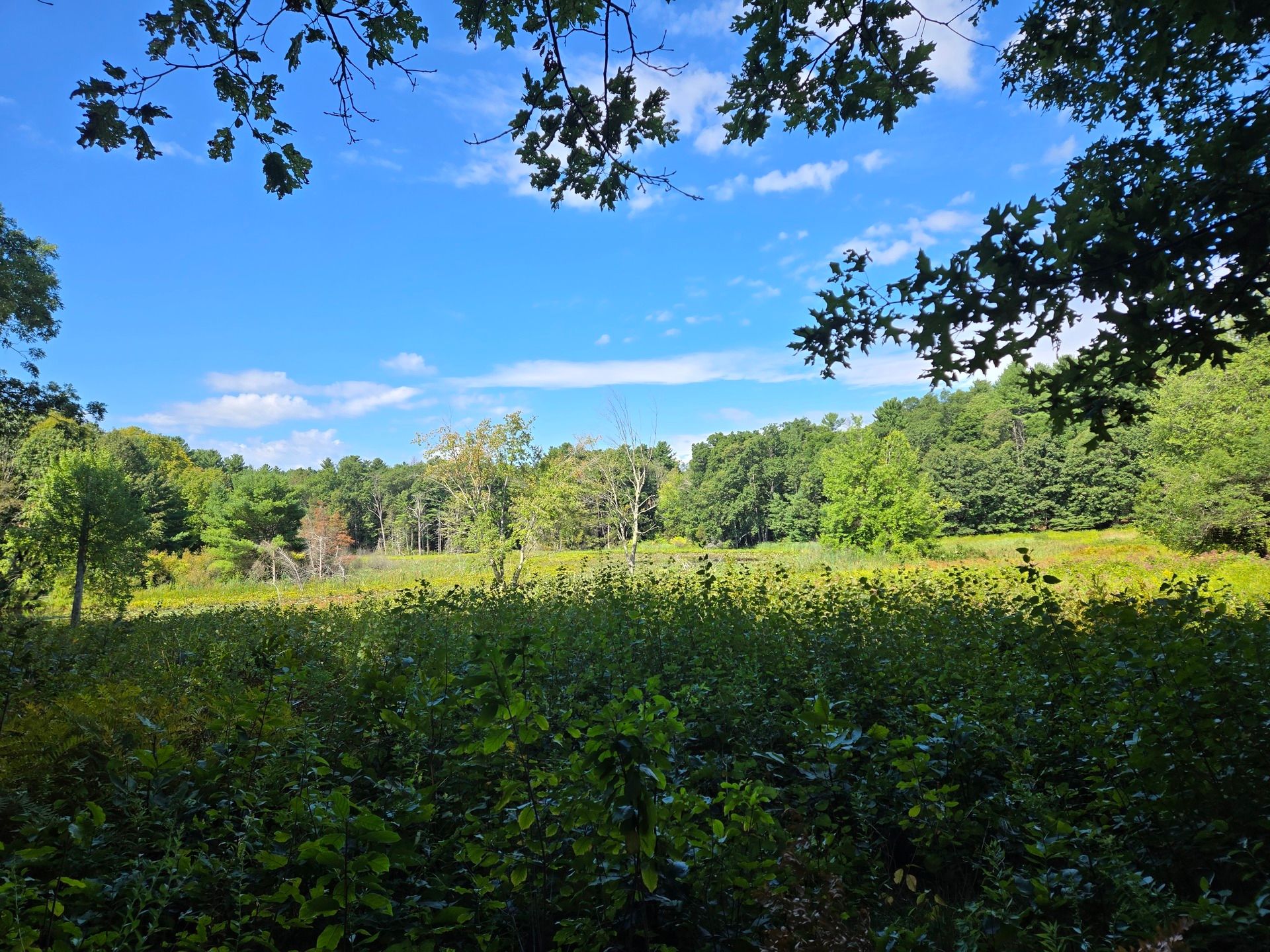A meadow, with a few trees sprouting from it, leading to the arch of a swampy pond, with forest beyond, on a sunny day.