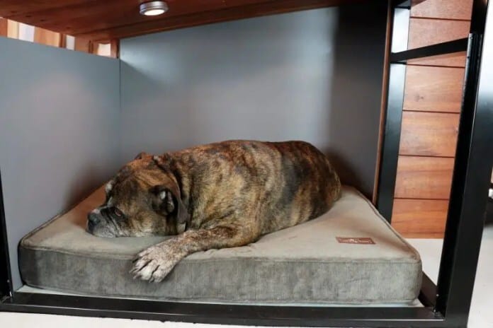 doghausindoorjaxandbones-800x533