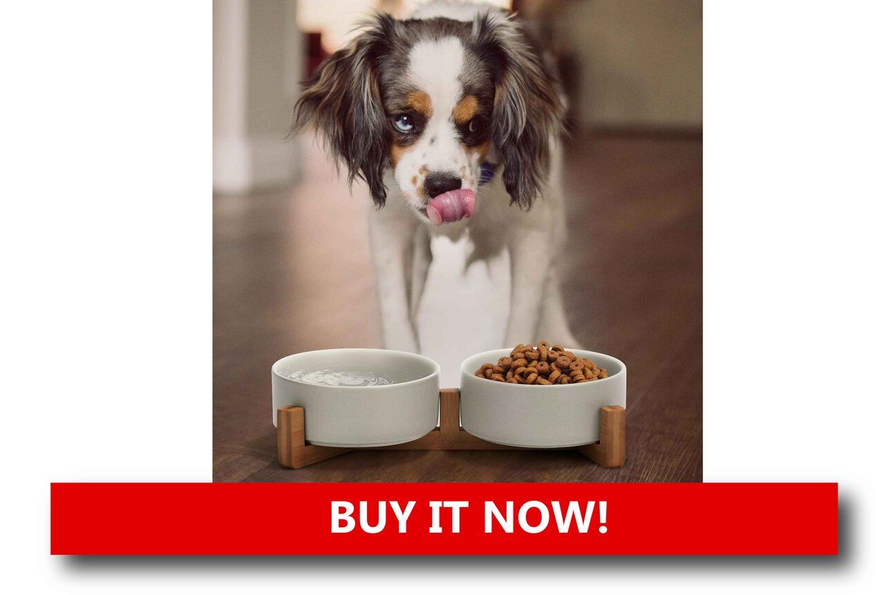 Sustainable Pet Bowls Alt text: A set of eco-friendly pet bowls made from bamboo fiber and recycled steel, placed on a modern feeding mat with neutral tones.