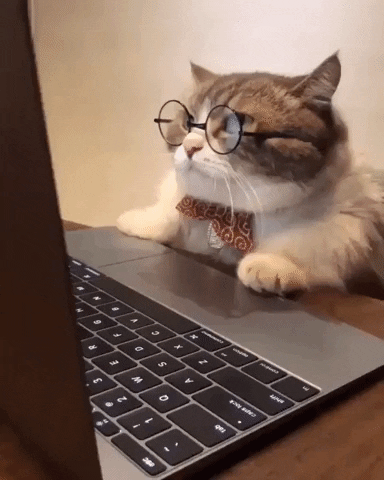 Diese Katze sieht vielleicht keine Bilder, aber den Alt-Text in meinem Newsletter kann sie hoffentlich lesen.