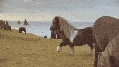 Horse Bee GIF