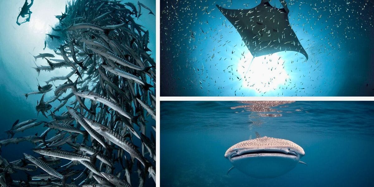 diving with whalesharks