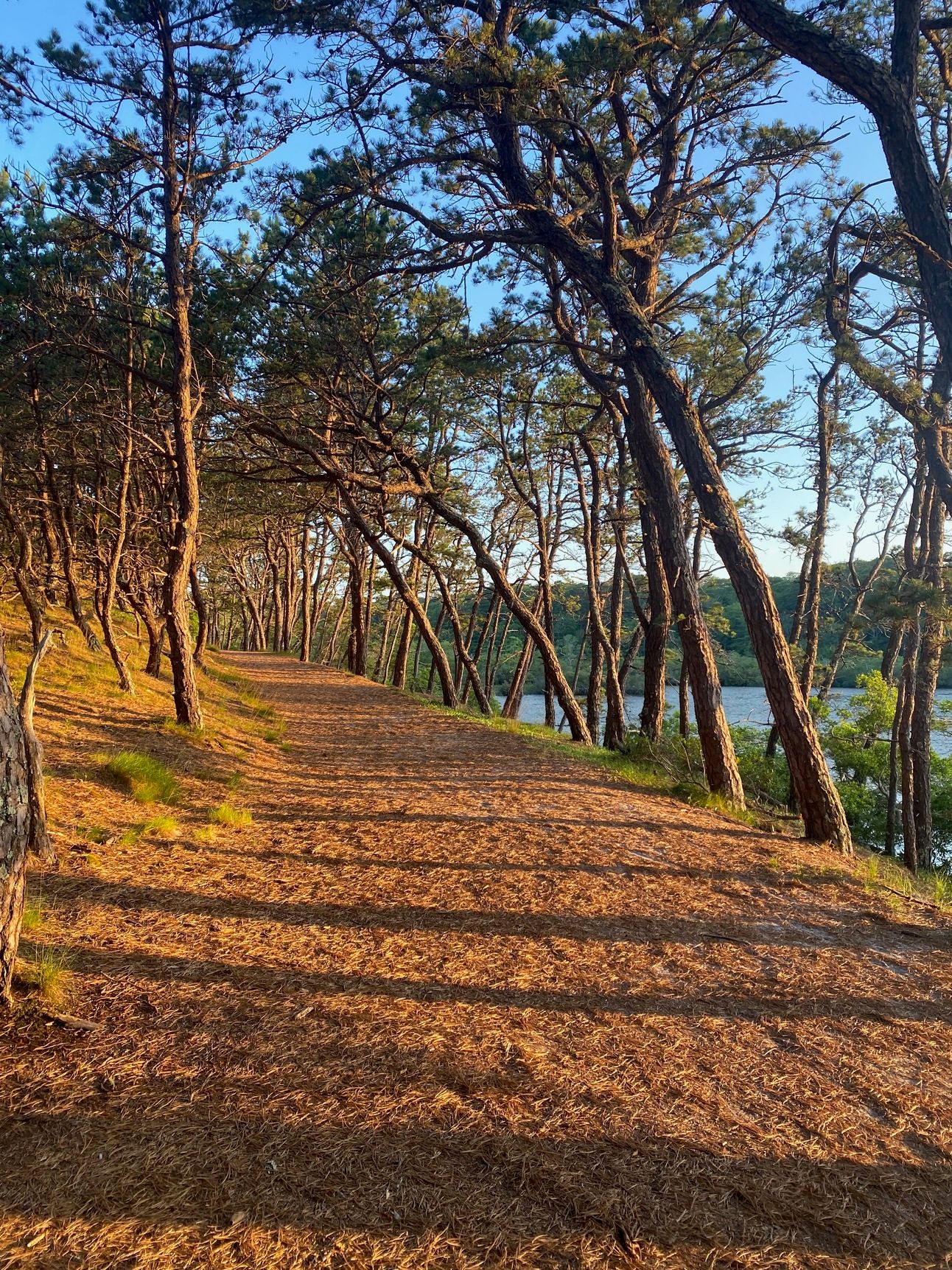 The path along Blackwater Pond in the morning light.