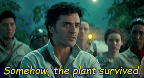 Meme: "Somehow, the plant survived."
