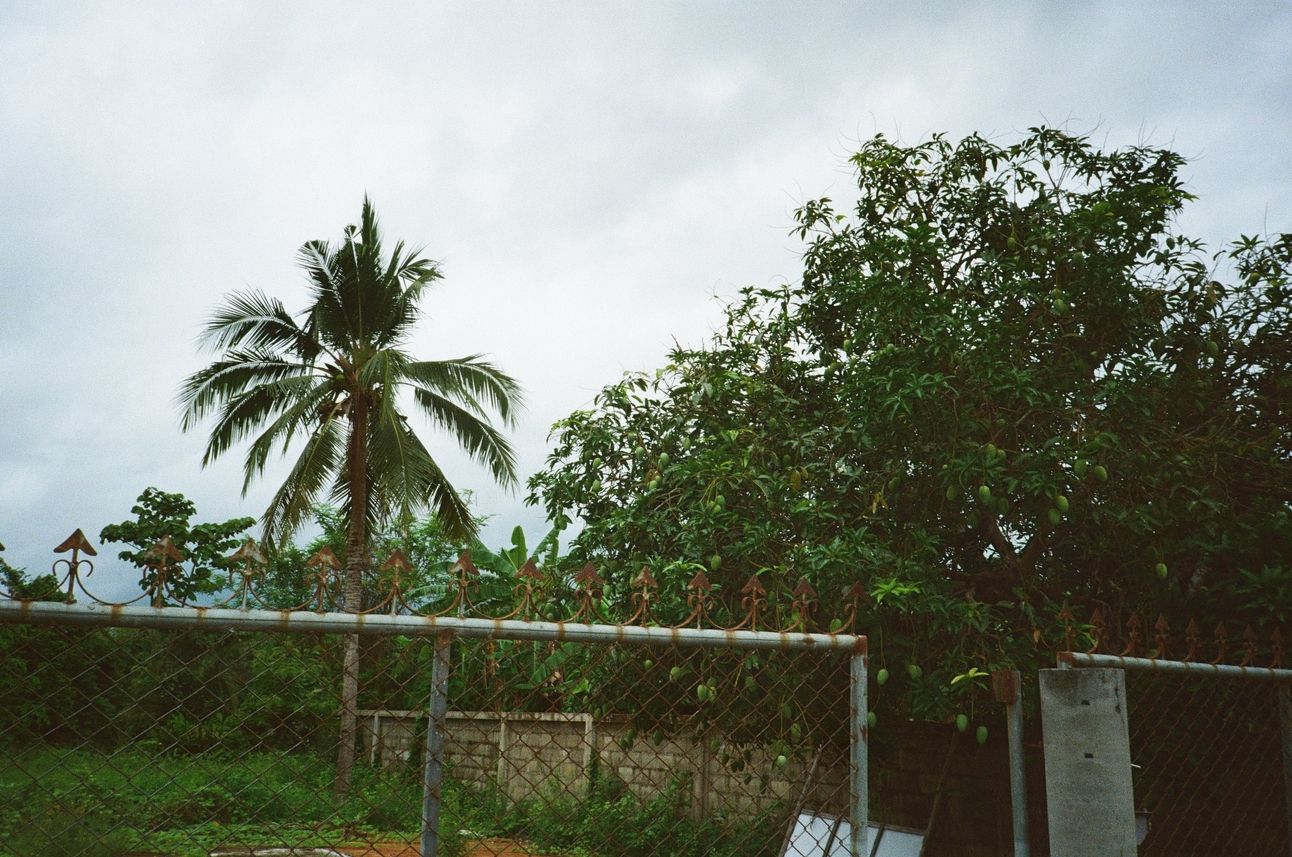 The top of a fence. Beyond it are a mango tree and a coconut tree.