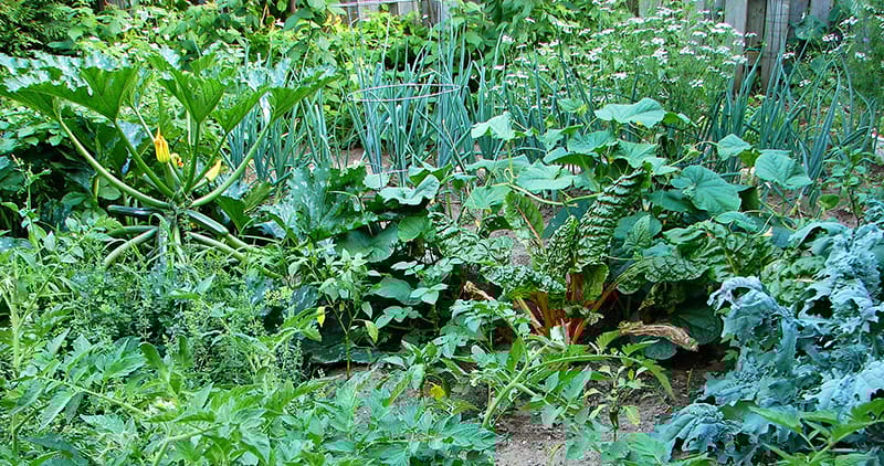 A vegetable garden.