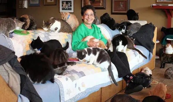 cats-636026