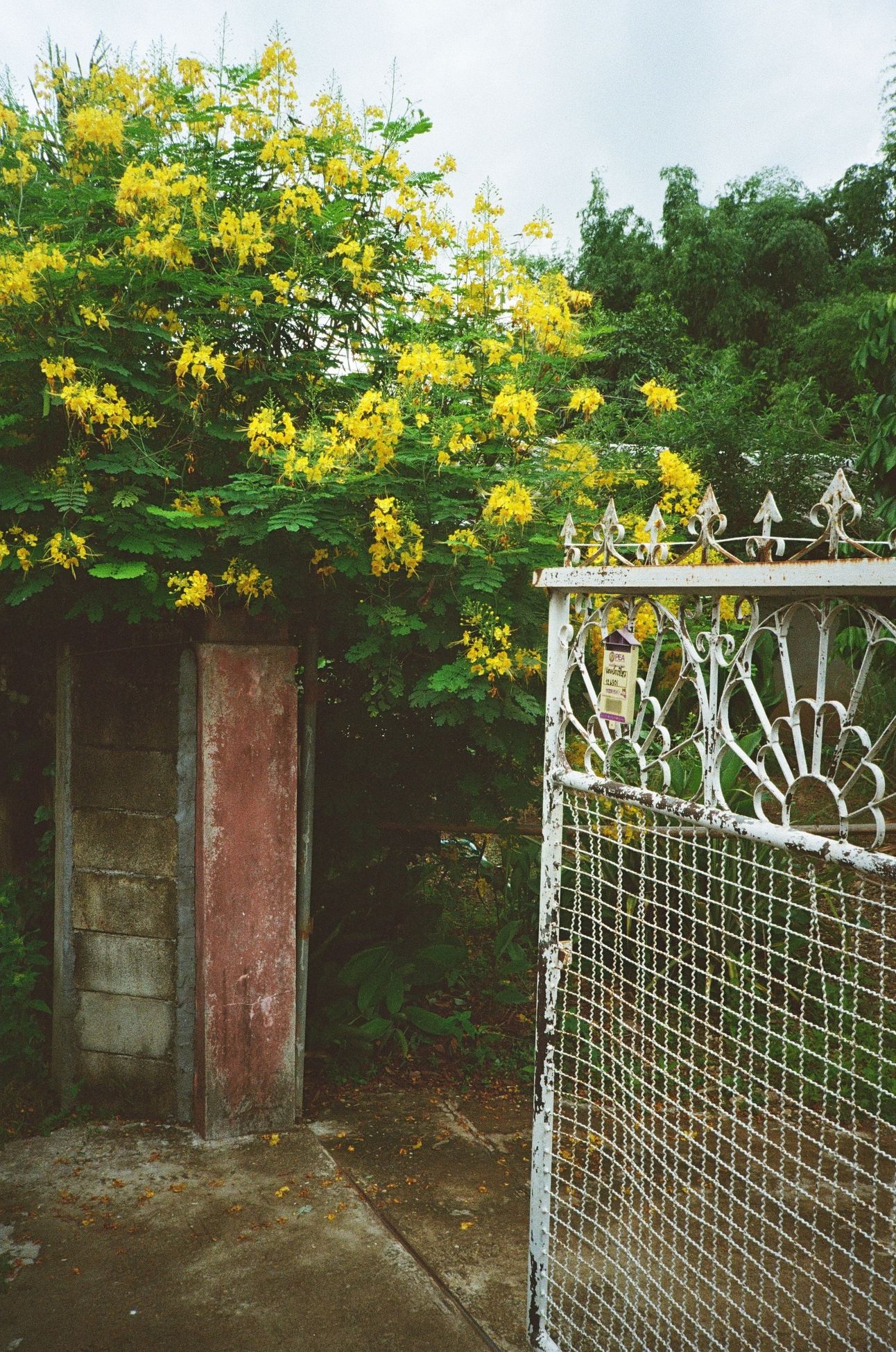 Yellow flowers overgrown across an open gate.