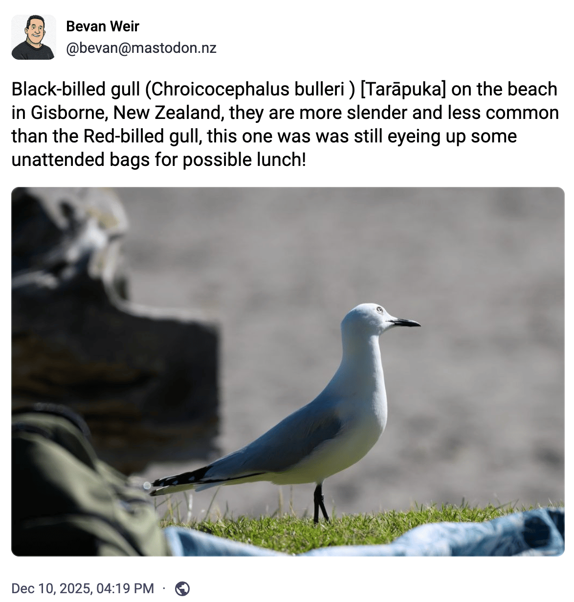 Black-billed gull (Chroicocephalus bulleri ) [Tarāpuka] on the beach in Gisborne, New Zealand, they are more slender and less common than the Red-billed gull, this one was was still eyeing up some unattended bags for possible lunch!