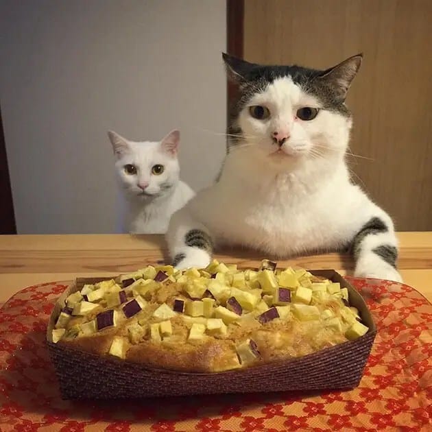 gatos-observando-humanos-cenar-naomiuno-6