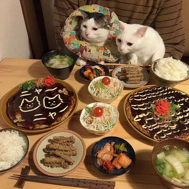 gatos-observando-humanos-cenar-naomiuno-9