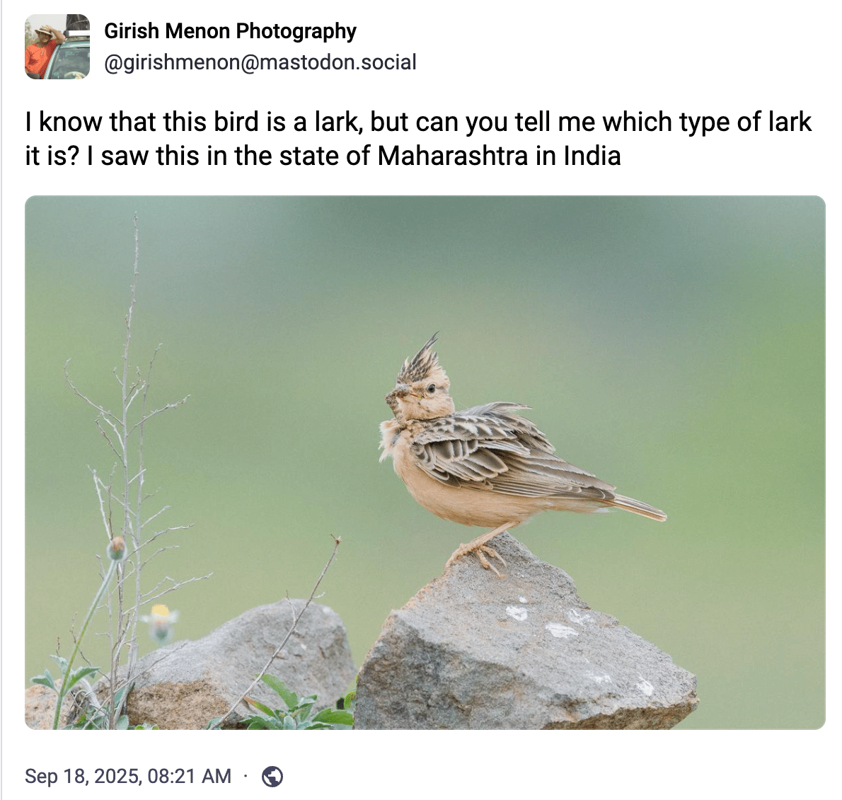 I know that this bird is a lark, but can you tell me which type of lark it is? I saw this in the state of Maharashtra in India