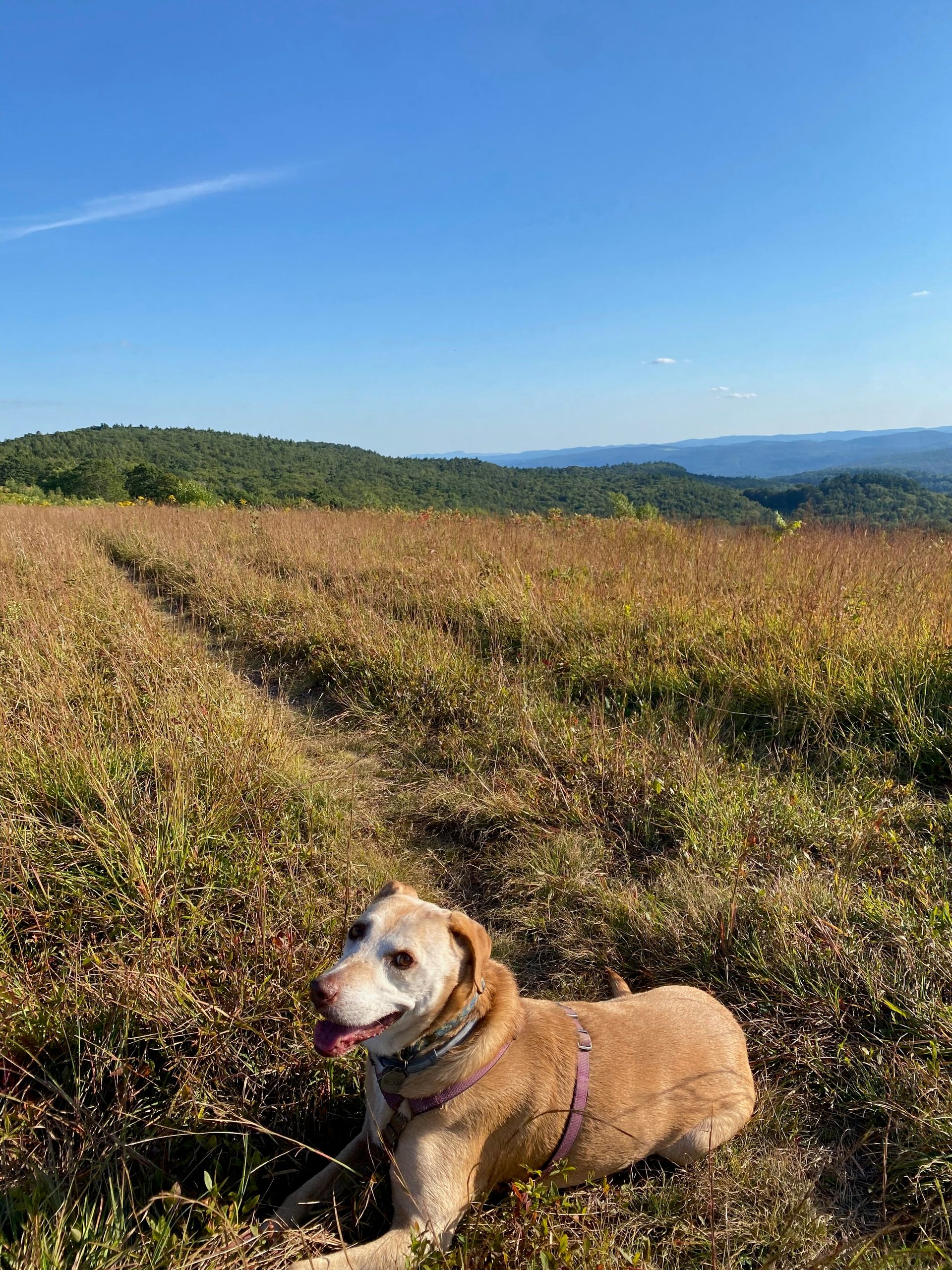 Nessa lying on the grass in a hilltop meadow, distant hills and the blue sky behind her.