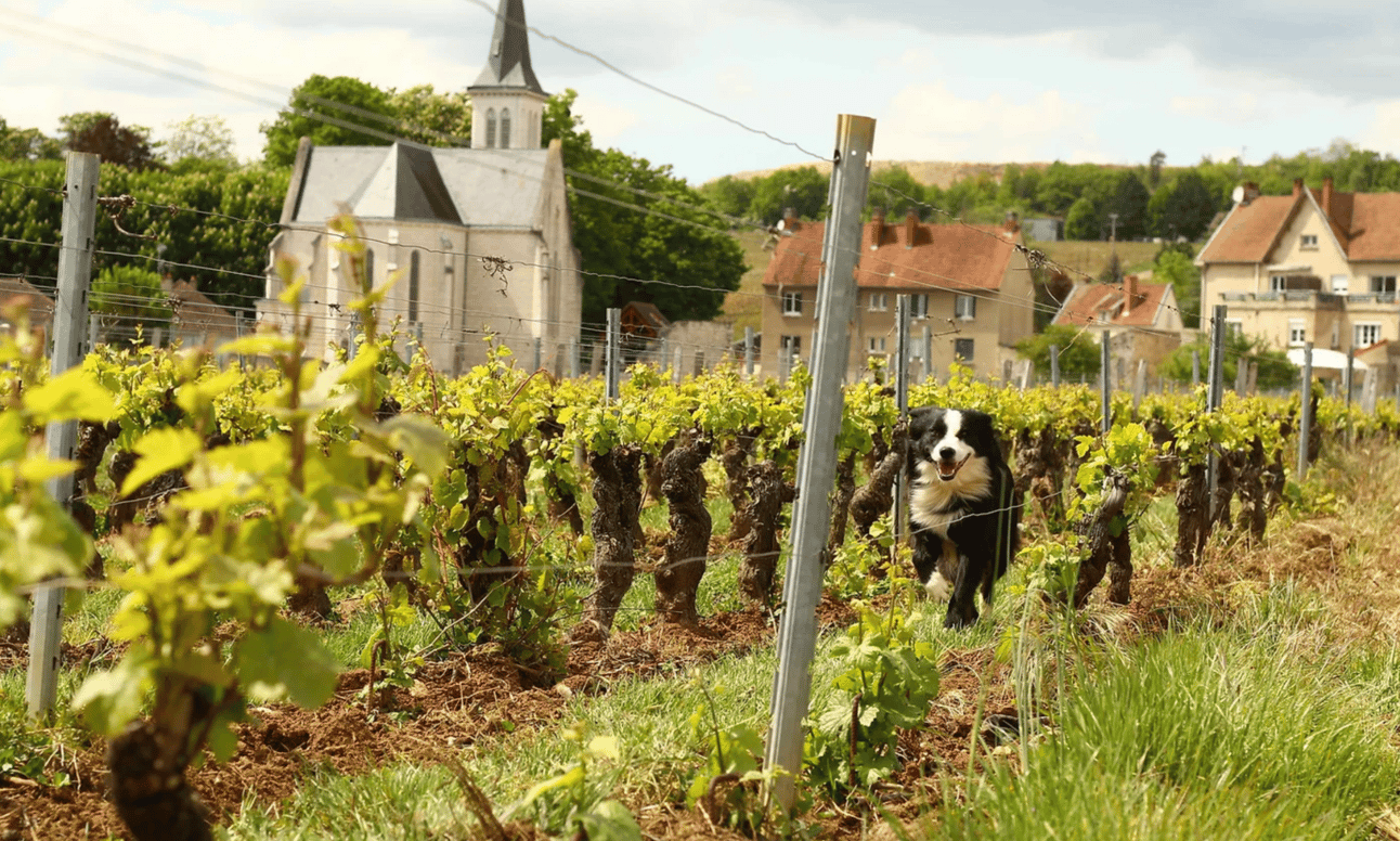 a village with vineyards and hills in the background