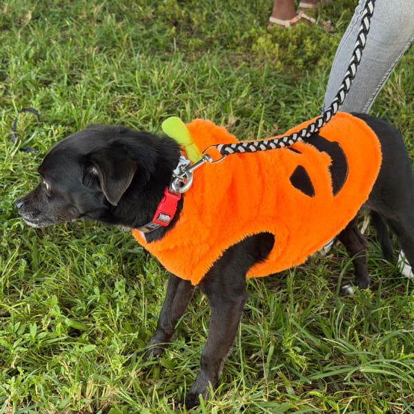 Costume Contest
