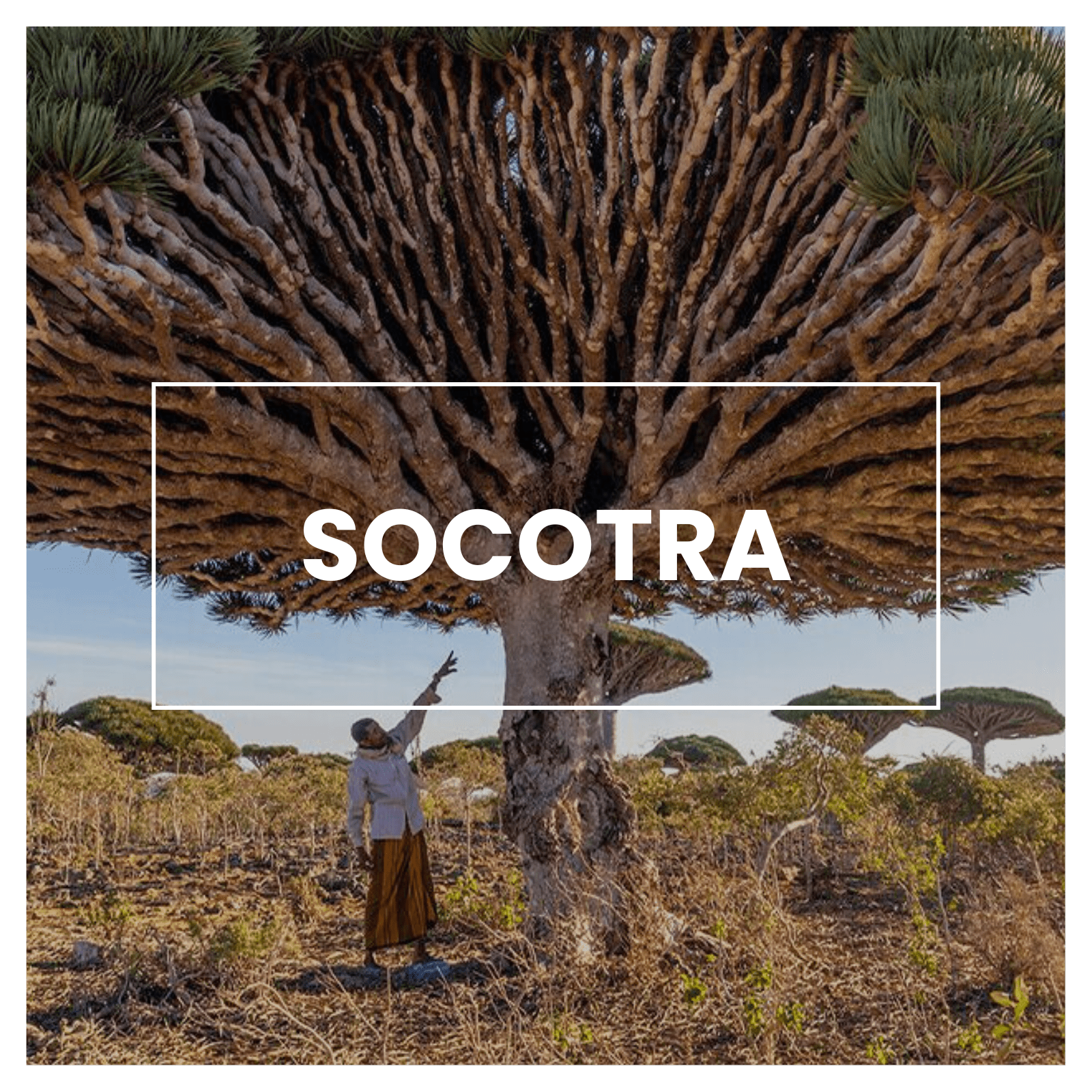 Socotra