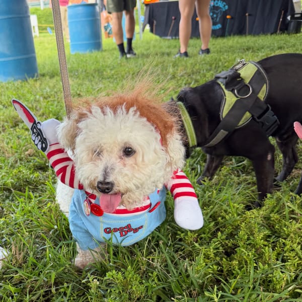 Costume Contest