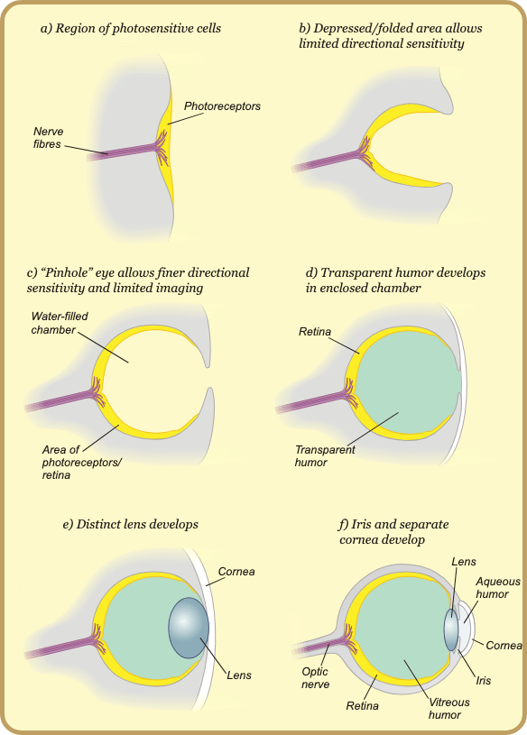 Diagram showing six stages of eye evolution: (a) Region of photosensitive cells connected to nerve fibers. (b) Depressed or folded area providing limited directional sensitivity. (c) Pinhole eye structure allowing finer directional sensitivity and basic imaging, with a water-filled chamber. (d) Transparent humor develops in an enclosed chamber, improving imaging capabilities. (e) Formation of a distinct lens for better focusing. (f) Advanced eye with a developed iris, separate cornea, and improved structure, including vitreous humor, aqueous humor, and optic nerve.