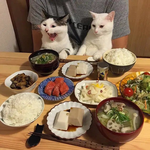 gatos-observando-humanos-cenar-naomiuno-2