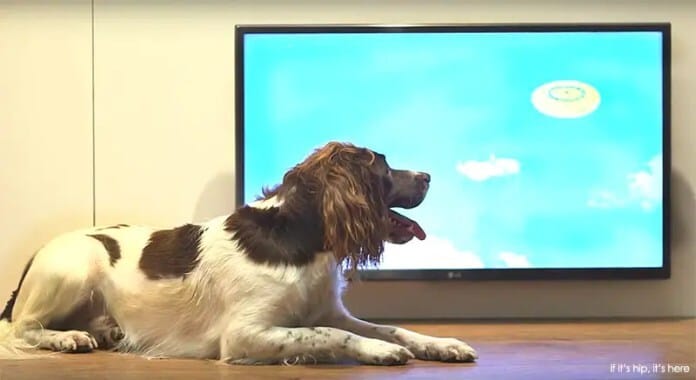 video-installation