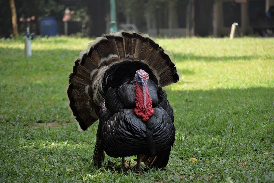Animal turkey