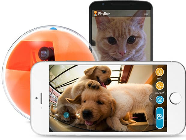 animal camera playdate