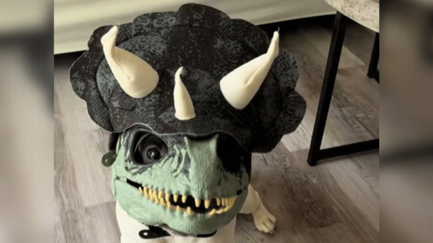 Image shows Louie the French bulldog in one of his Jurassic Park masks.