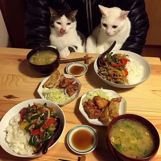 gatos-observando-humanos-cenar-naomiuno-13