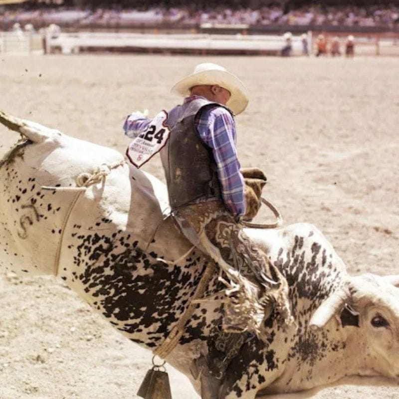 a cowboy riding a bull