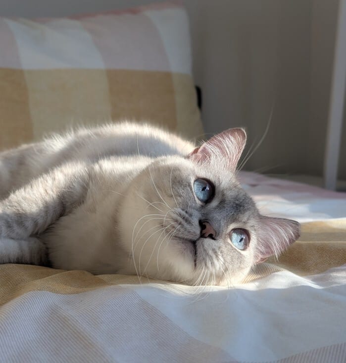 Pet of the Week โ Finn