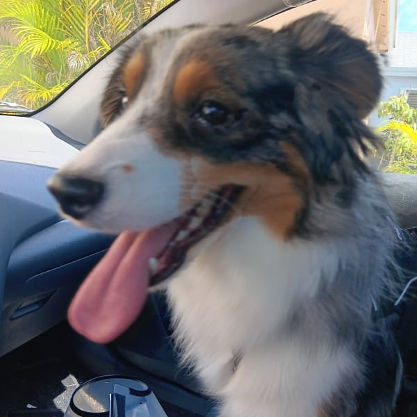 Dog Of The Week