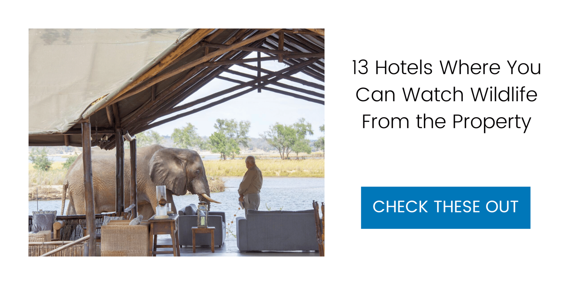 13 Hotels and Resorts Where You Can Watch Wildlife From the Property
