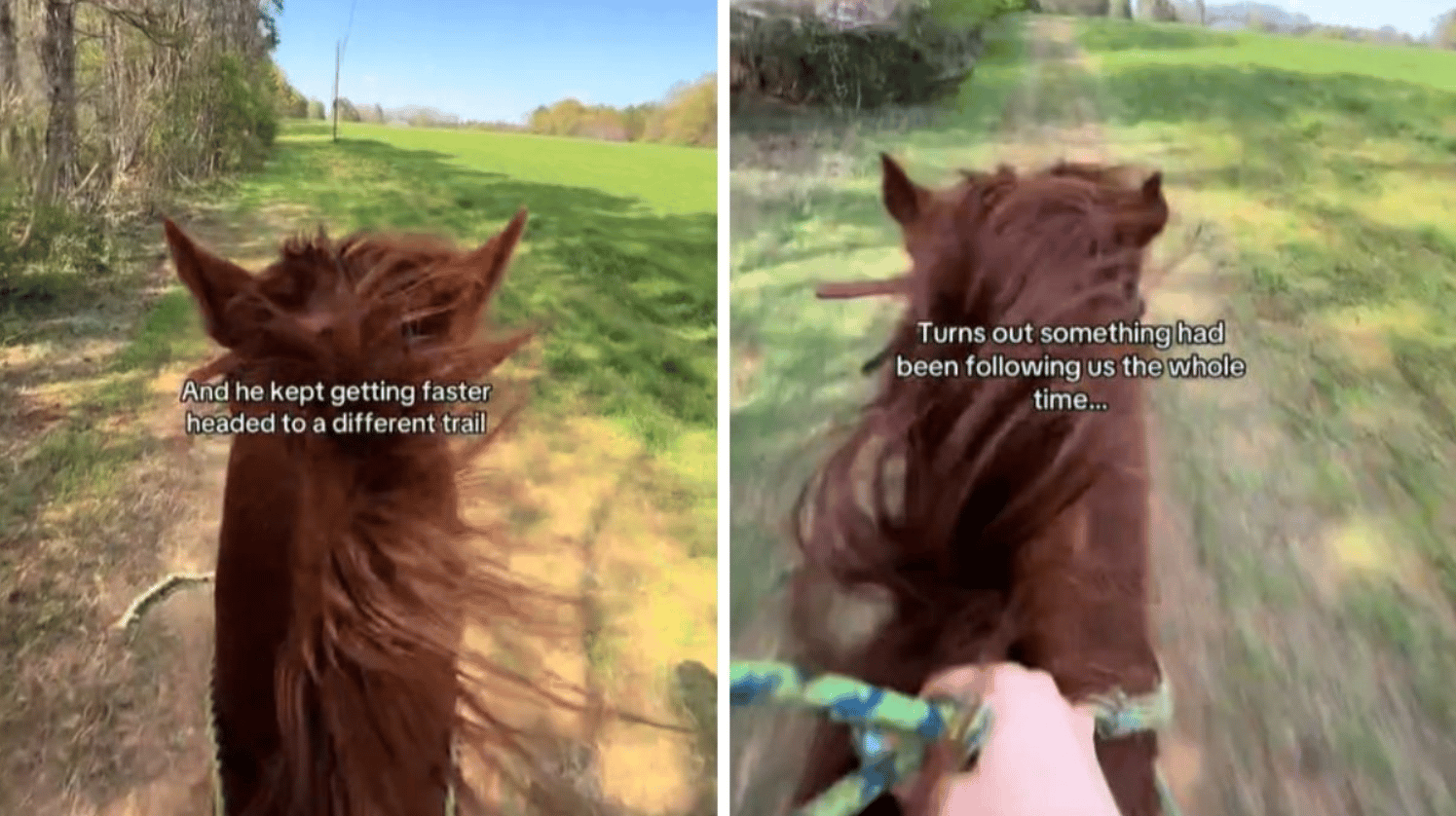 Images show a horse racing to rescue a lost foal.