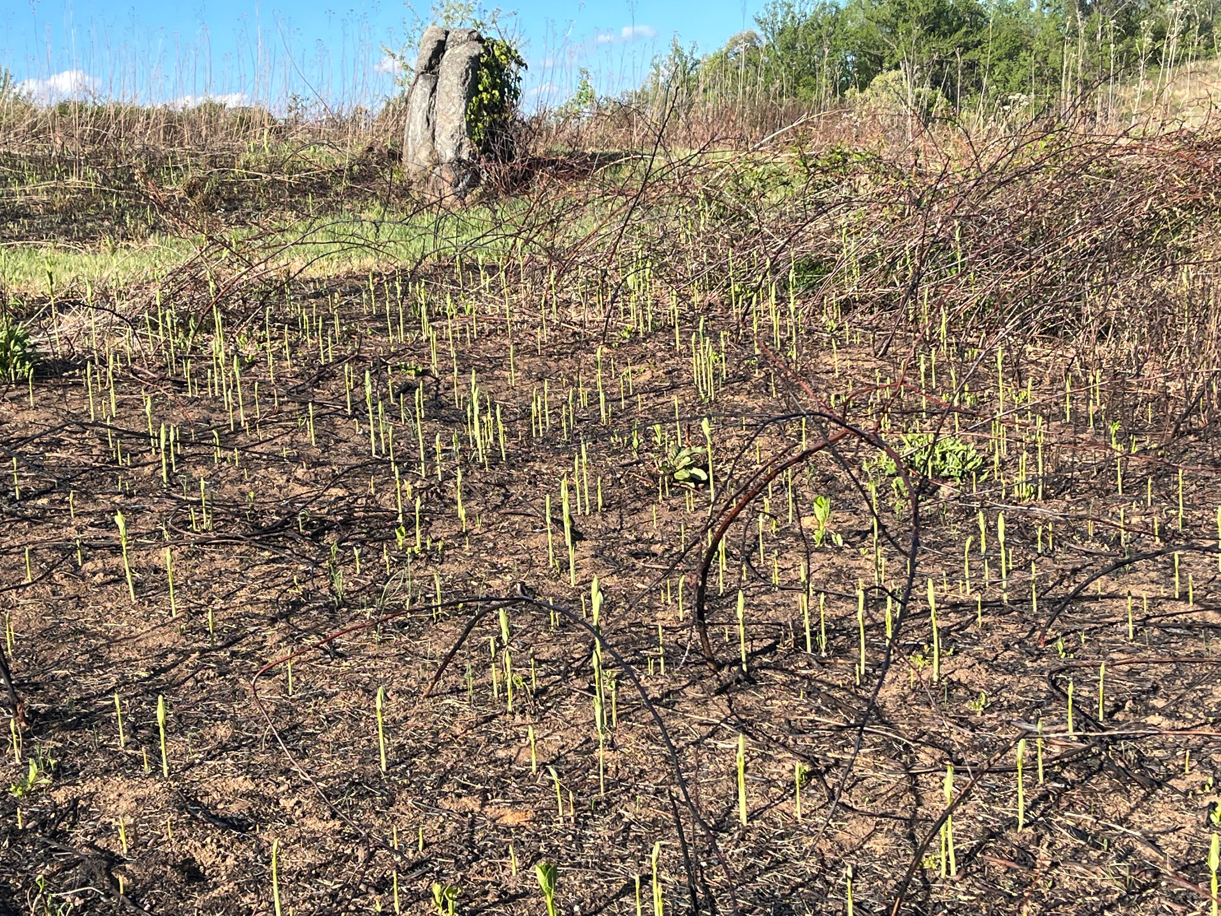a brown burned patch with many young stems of plants beginning to grow